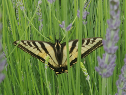Swallowtail Butterfly in Lavender