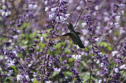 Hummingbird, Mendocino Coast Botanical Garden