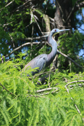 Less Blue Heron, St Augustine, Florida