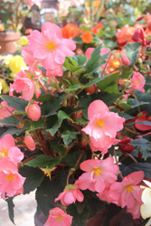 Pink Begonias, Mendocino Coast Botanical Garden