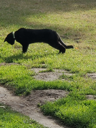 The neighborhood black Cat sees something interesting.