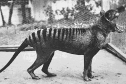 Thylacine image courtesy of Discovery Magazine