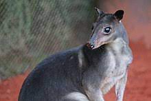 Gray Dorcopsis, courtesy of wikipedia
