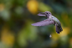 Anna's Hummingbird. Image by Mark Speaker Yuan