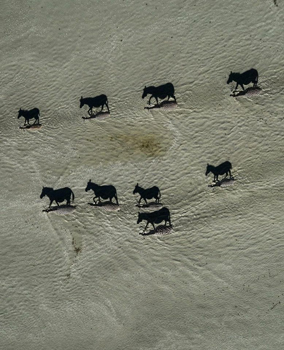 Apparently 8 black horses, this is really eight zebras, photographed from directly overhead, and their shadows.